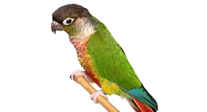 animali esotici